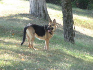 Lucy the German Sheppard