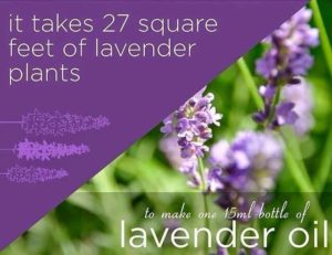 You Get What You Pay For - Lavender Essential Oil