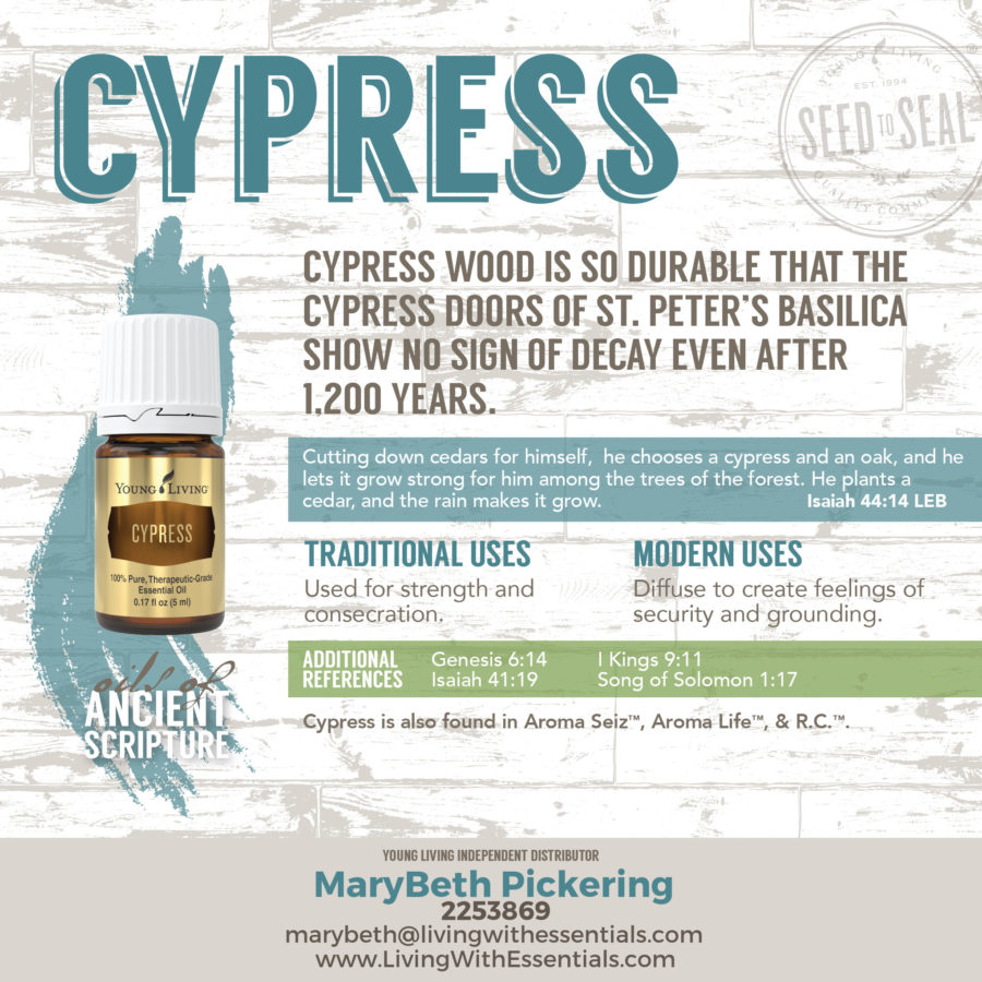 Essential Oils in the Bible - Cypress Essential Oil